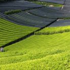 Ceremonial Matcha  Tea por 30G