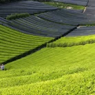 Prémium Matcha Tea Por 100G