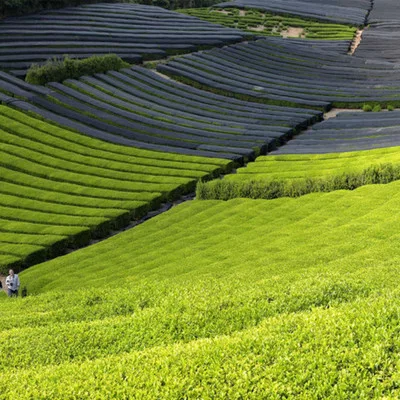 Prémium Matcha Tea Por 100G