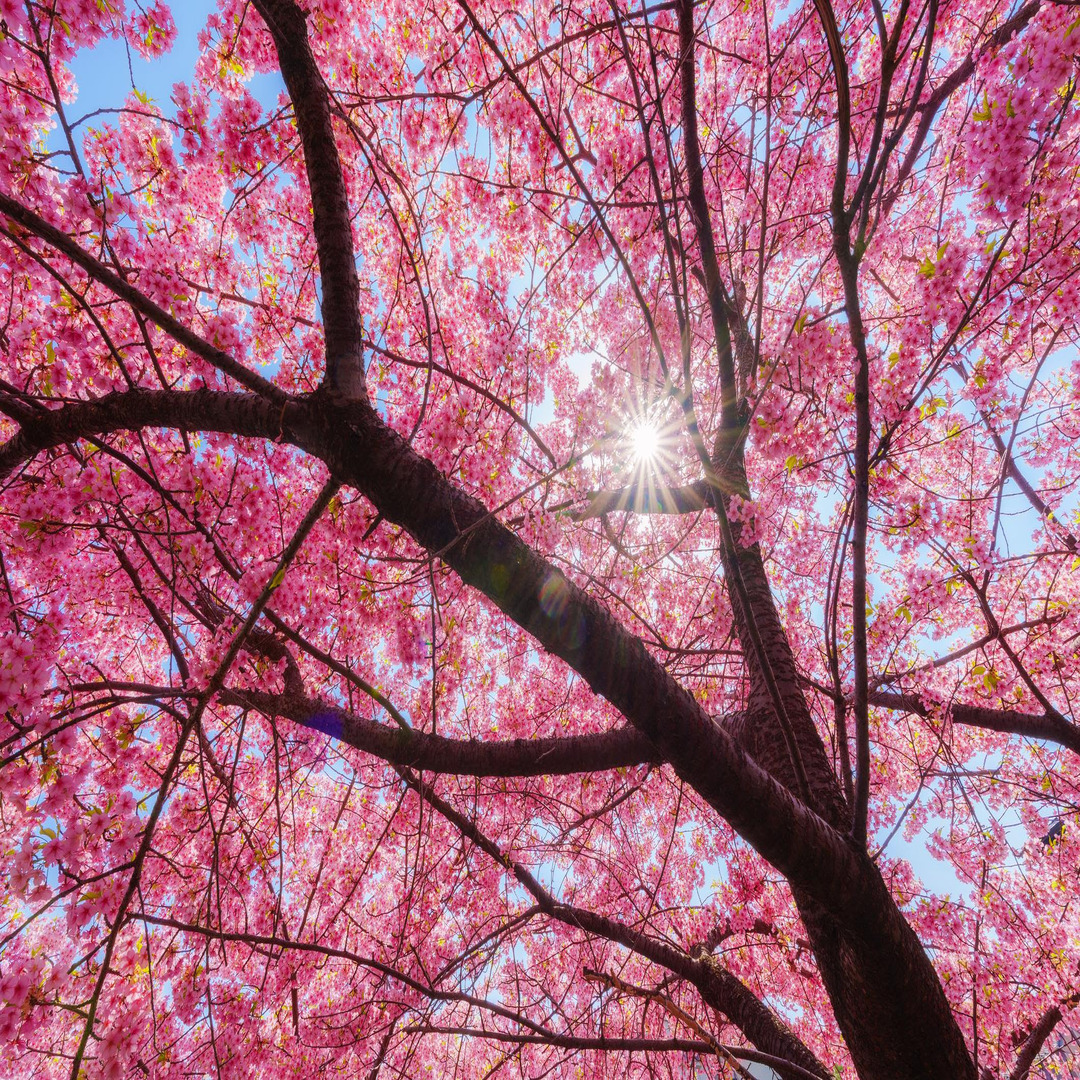 Sakura – a japán tavasz ikonja