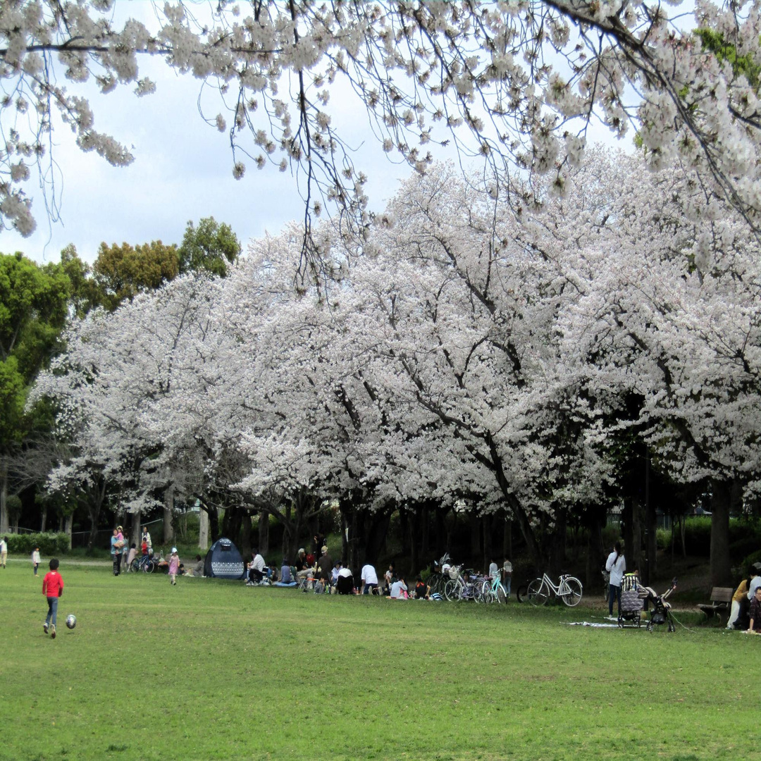 Hanami- a Japán tavasz ünnepe